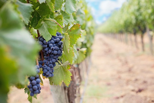 Le droit de la propriété viticole : comment investir dans le vin en toute légalité