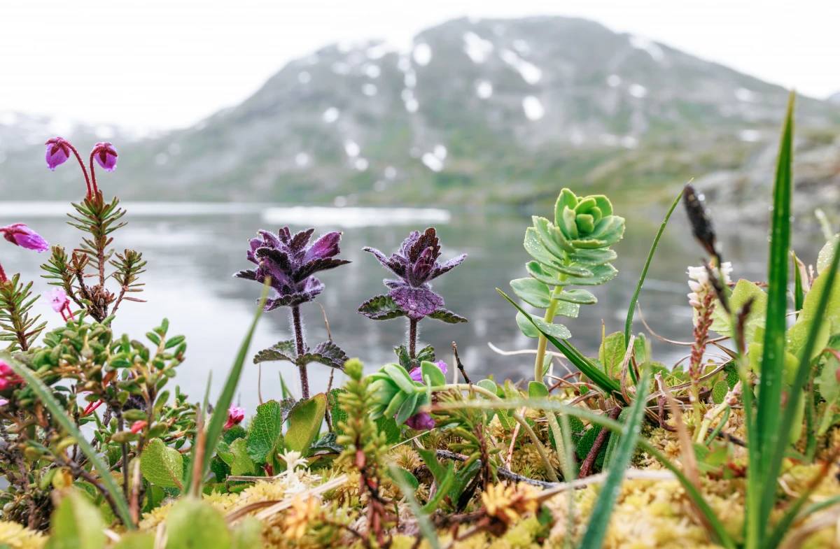 Les enjeux juridiques de l'exploitation des ressources naturelles dans l'Arctique